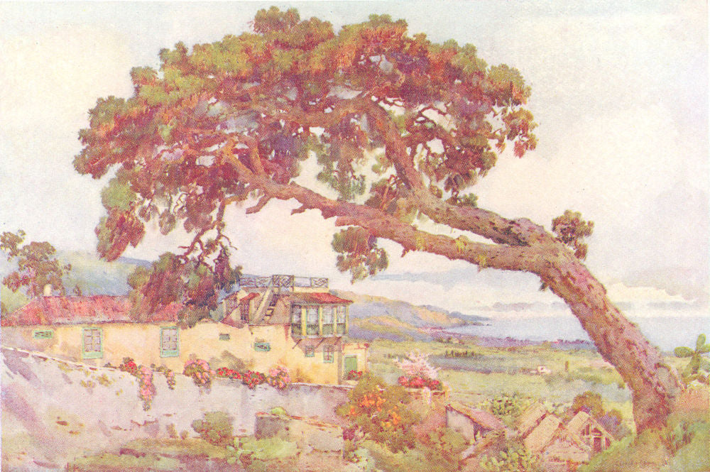CANARY ISLANDS/ISLAS CANARIAS. Gran Canaria. The Canary Pine 1911 old print